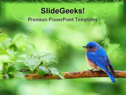 Eastern bluebird animals powerpoint templates and powerpoint backgrounds 0111
