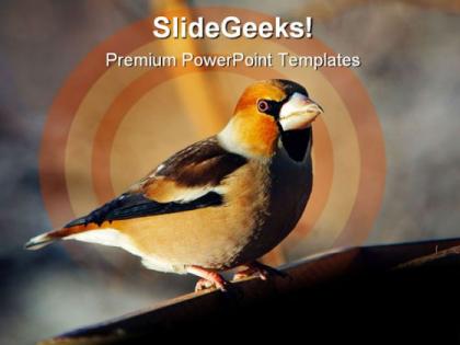 Grosbeak perched animals powerpoint templates and powerpoint backgrounds 0511