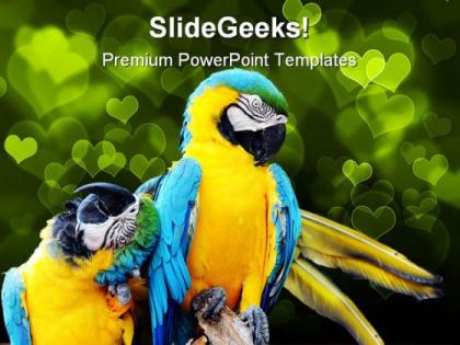 Loving macaw animals powerpoint templates and powerpoint backgrounds 0111