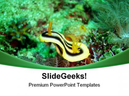 Nudibranch underwater animals powerpoint templates and powerpoint backgrounds 0611