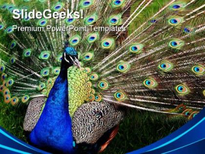 Peacock animals powerpoint templates and powerpoint backgrounds 0311