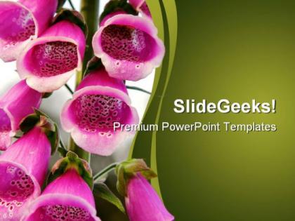 Pink fox glove flower beauty powerpoint templates and powerpoint backgrounds 0211