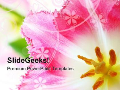 Pink tulip nature powerpoint templates and powerpoint backgrounds 0211