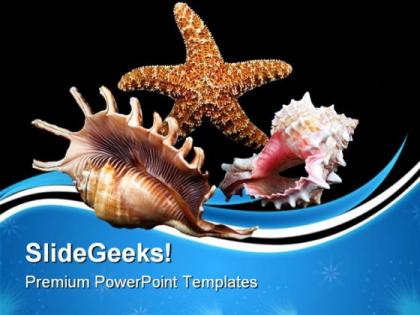 Seashell composition beach powerpoint templates and powerpoint backgrounds 0611