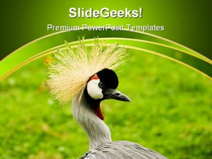 South african crowned crane beauty powerpoint templates and powerpoint backgrounds 0211