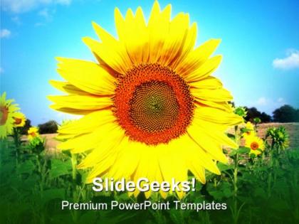 Sunflower in sky beauty powerpoint templates and powerpoint backgrounds 0211