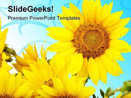 Sunflowers beauty powerpoint templates and powerpoint backgrounds 0311