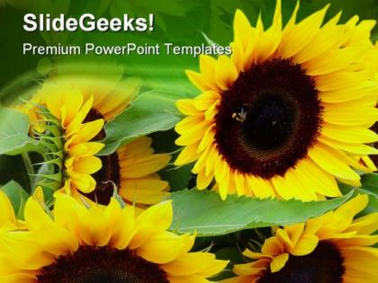 Sunflowers nature powerpoint templates and powerpoint backgrounds 0311