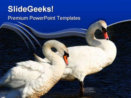 Swans together animals powerpoint templates and powerpoint backgrounds 0511