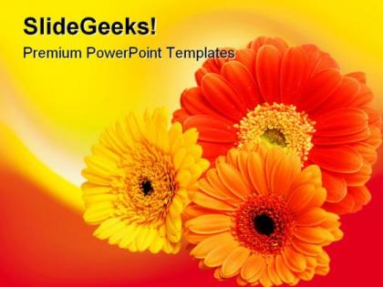 Three daisies beauty powerpoint templates and powerpoint backgrounds 0311