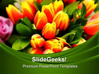 Tulip flowers beauty powerpoint templates and powerpoint backgrounds 0311