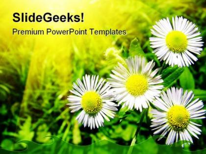 White chamomiles flowers beauty powerpoint templates and powerpoint backgrounds 0411