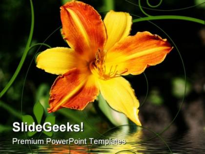Yellow orange lily nature powerpoint templates and powerpoint backgrounds 0311