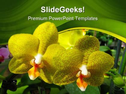 Yellow orchids beauty powerpoint templates and powerpoint backgrounds 0211