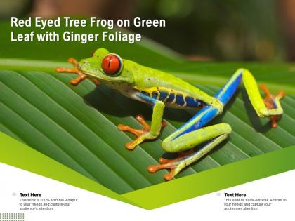 Red eyed tree frog on green leaf with ginger foliage