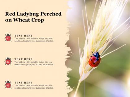 Red ladybug perched on wheat crop