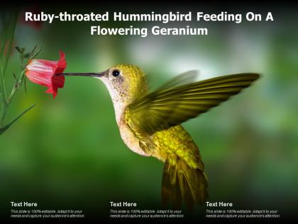Ruby throated hummingbird feeding on a flowering geranium