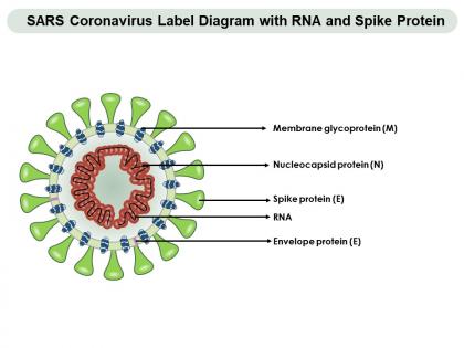 Sars coronavirus label diagram with rna and spike protein
