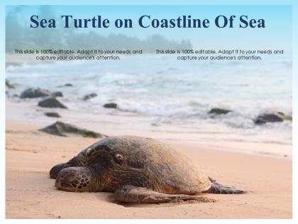 Sea turtle on coastline of sea