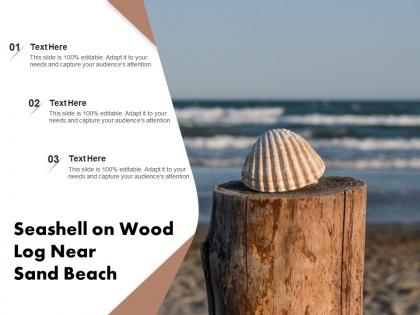 Seashell on wood log near sand beach