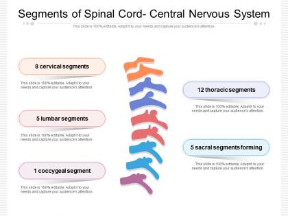 Segments of spinal cord central nervous system