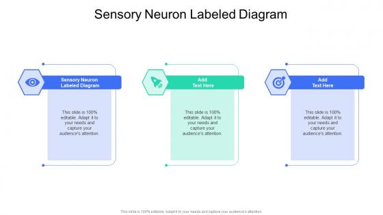 Sensory Neuron Labeled Diagram In Powerpoint And Google Slides Cpb