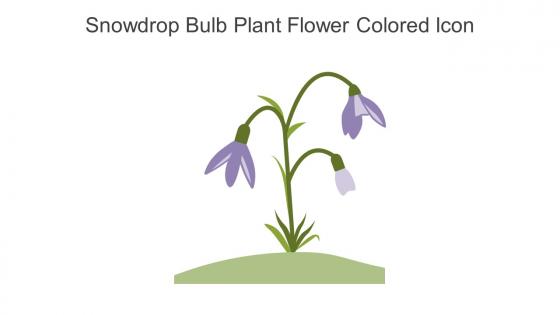 Snowdrop Bulb Plant Flower Colored Icon In Powerpoint Pptx Png And Editable Eps Format