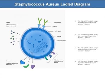 Staphylococcus aureus ladled diagram