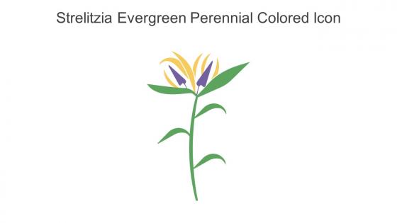 Strelitzia Evergreen Perennial Colored Icon In Powerpoint Pptx Png And Editable Eps Format
