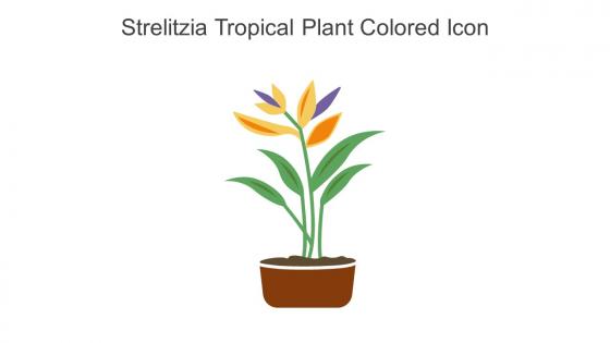 Strelitzia Tropical Plant Colored Icon In Powerpoint Pptx Png And Editable Eps Format