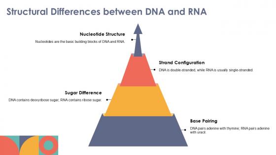 Rna Structure PowerPoint Presentation and Slides PPT Slide | SlideTeam