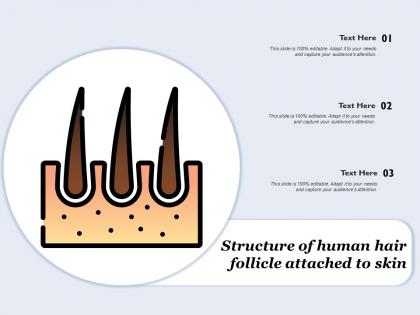 Structure of human hair follicle attached to skin