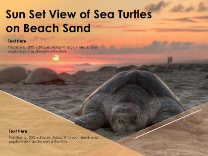 Sun set view of sea turtles on beach sand