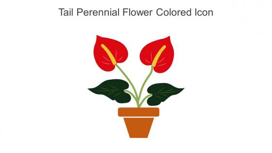 Tail Perennial Flower Colored Icon In Powerpoint Pptx Png And Editable Eps Format