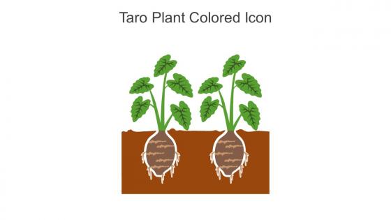 Taro Plant Colored Icon In Powerpoint Pptx Png And Editable Eps Format