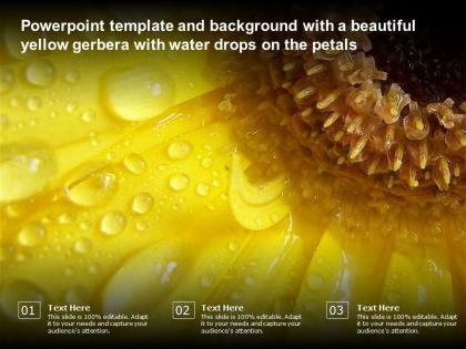 Template and background with a beautiful yellow gerbera with water drops on the petals