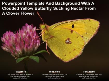 Template and background with a clouded yellow butterfly sucking nectar from a clover flower
