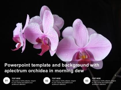 Template and background with a plectrum orchidea in morning dew ppt powerpoint