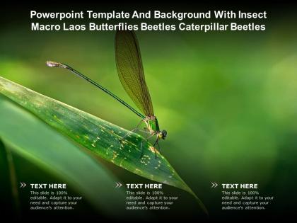 Template and background with insect macro laos butterflies beetles caterpillar beetles