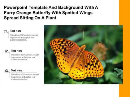 Template with a furry orange butterfly with spotted wings spread sitting on a plant