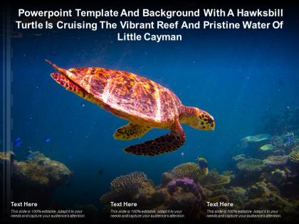 Template with a hawksbill turtle is cruising the vibrant reef and pristine water of little cayman