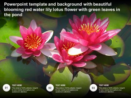 Template with beautiful blooming red water lily lotus flower with green leaves in the pond