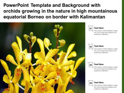 Template with orchids growing in nature in high mountainous equatorial borneo on border with kalimantan