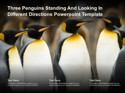 Three penguins standing and looking in different directions powerpoint template