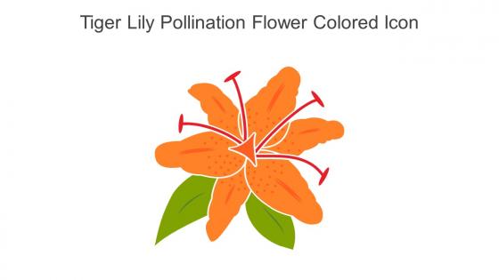 Tiger Lily Pollination Flower Colored Icon In Powerpoint Pptx Png And Editable Eps Format