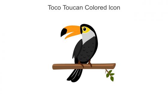 Toco Toucan Colored Icon In Powerpoint Pptx Png And Editable Eps Format