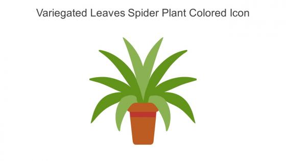 Variegated Leaves Spider Plant Colored Icon In Powerpoint Pptx Png And Editable Eps Format