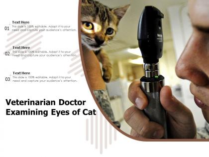 Veterinarian doctor examining eyes of cat