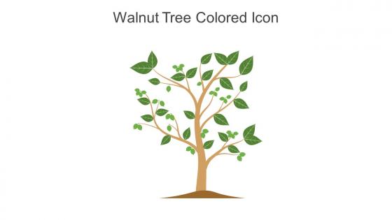 Walnut Tree Colored Icon In Powerpoint Pptx Png And Editable Eps Format