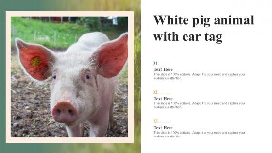 White Pig Animal With Ear Tag